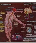 Image result for Gambar Manusia Ukuran Lebar