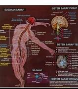 Image result for Gambar Karakter Manusia