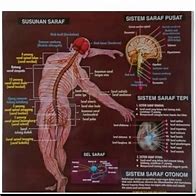 Image result for Skesta Gambar Manusia