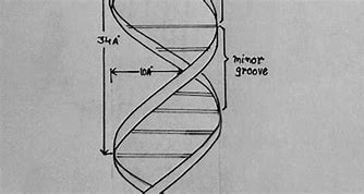 Image result for DNA Drawing