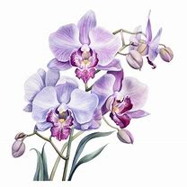 Image result for Orchid Painting Keene NH