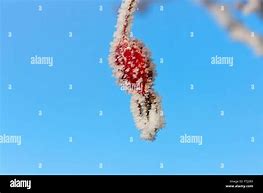 Image result for Holly Berries and Pine Cones Clip Art