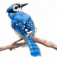 Image result for Blue Jay Bird Drawing