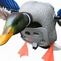 Image result for Orange Duck Clip Art