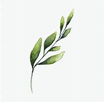 Image result for Olive Branch Watercolor Art