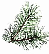 Image result for Simple Triangle Pine Tree Clip Art