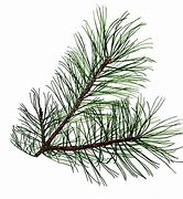 Image result for Pine Tree Leaves Vector