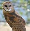 Image result for Owl On Branch Print Out