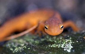 Image result for Small Red Newt