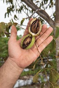 Image result for Pecan Tree Varieties