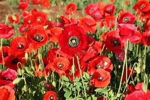 Image result for High Sierra Red Poppies