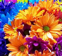 Image result for Bright Colored Flowers