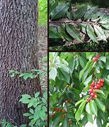 Image result for Black Cherry Tree Bark