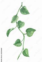 Image result for vine leaves watercolor