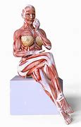 Image result for Human Body No Skin