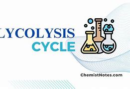 Image result for 10 Reactions of Glycolysis