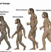 Image result for Homo Erectus Human