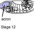 Image result for Acron Is Falling