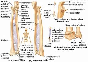 Image result for Radius Anterior Veiw