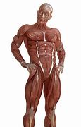 Image result for Human Body No Skin