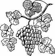 Image result for Grapes ClipArt Black and White