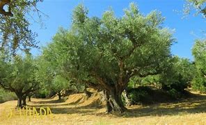 Image result for Olive Tree Branches Symbolism