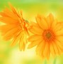 Image result for Bright Yellow Roses