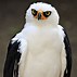 Image result for Angry Burrowing Owl