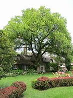 Image result for Beautiful Elm Tree