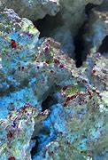 Image result for Red Algae in Aquarium