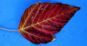 Image result for Cute Single Fall Leafs