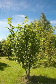 Image result for Hazelnut Tree Identification