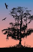 Image result for Cypress Tree Clip Art