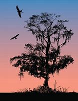 Image result for Cypress Tree Trunck with Branches Clip Art