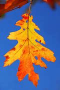 Image result for Fall Leaf Cluster