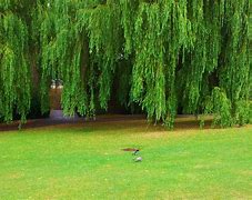 Image result for Weeping Willow Buds