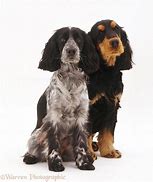 Image result for Black and Tan Cocker Spaniel