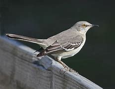 Image result for Mocking Bird Identification