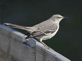 Image result for Facts About Texas State Bird