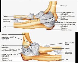 Image result for Lateral Elbow Anatomy