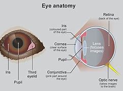 Image result for Dog Eye Anatomy