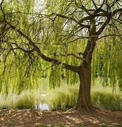 Image result for Salix Babylonica in HME Garden