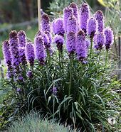 Image result for Perennial Flower Seeds