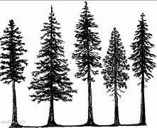 Image result for Evergreen Tree Silhouette