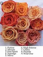 Image result for Coral Colored Roses with Names