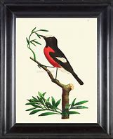 Image result for Red Bird and Tree Branch Illustration