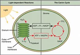 Image result for Photosynthesis Order