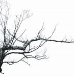 Image result for Branch with Leaves Silhouette Vector