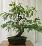 Image result for Mimosa Bonsai Tree