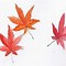 Image result for Maple Leaf Coloring